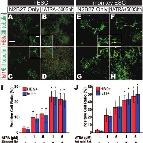 Figure S1 Nestin Immunostaining Is Specific To Neural Stem Cells A H Download Scientific