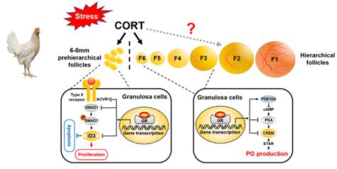 【科研进展】卜贵鲜教授团队揭示应激信号损伤家鸡卵巢功能的新机制 四川农业大学 生命科学学院