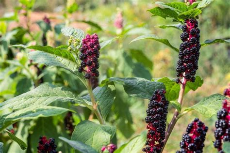 Phytolacca americana - Phytolacca decandra - Pigeon Berry - Red Ink Plant - Poke - Pokeweed ...