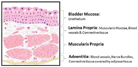 Lamina Propria Bladder
