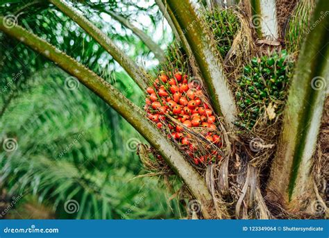 Fruit Of The Oil Palm On Tree Elaeis Guineensis Stock Photography ...