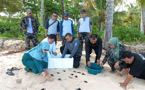 Usung Tema Mari Selamatkan Penyu” Pada Peringatan Hari Penyu Sedunia