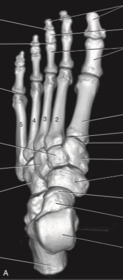 foot  diagram quizlet