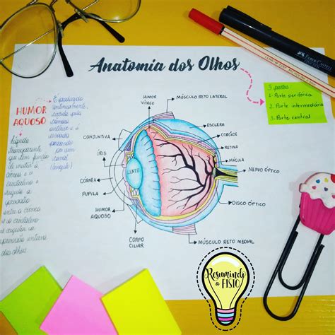 O Olho Humano Globo Ocular Um Dos Elementos Mais Incr Veis Do Corpo