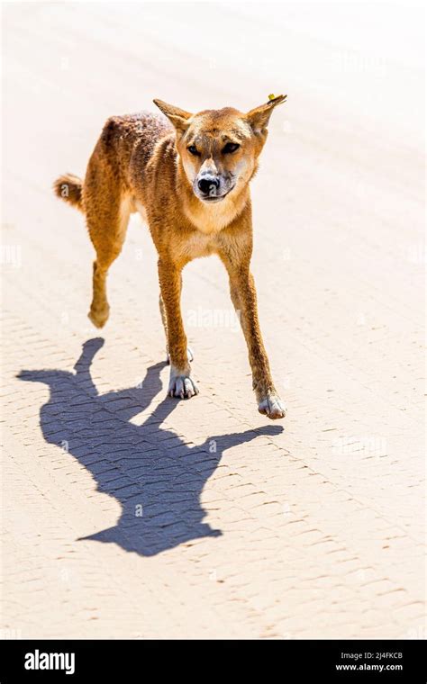 Dingo (Canis lupus dingo) adult male, on Seventy Five Mile Beach, Fraser Island, Queensland ...