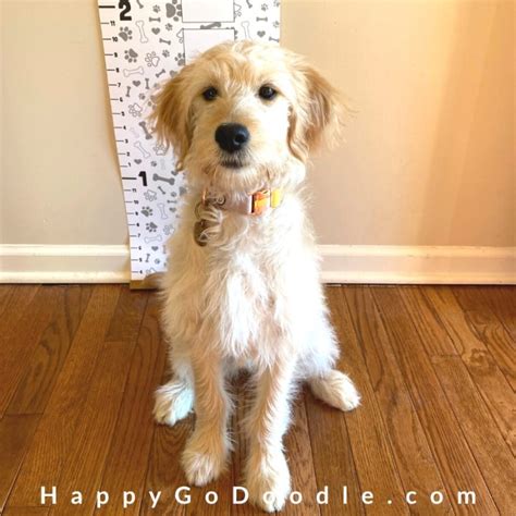 The 4 Month Old Goldendoodle Your Complete Guide Happy Go Doodle®