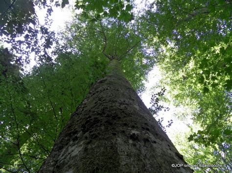 Alberi Frase D Autore Di Rabindranath Tagore I Testi Di Filastrocche It