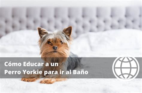 C Mo Educar A Un Perro Yorkie Para Ir Al Ba O