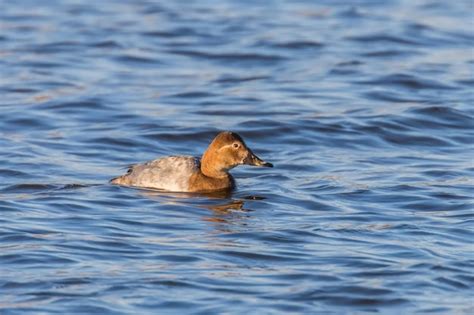 Hembra De Pochard N Nadando En El Lago Aythya Ferina Foto Premium