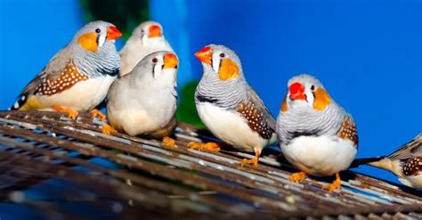 Zebra Finch Pictures Az Animals