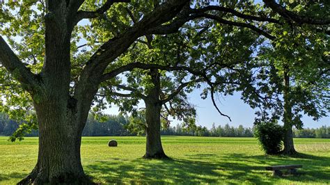 Fast Growing Trees To Create Shade In A Hot Sunny Backyard