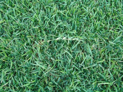 Kentucky Bluegrass The Ultimate Guide To Lush Green Lawns