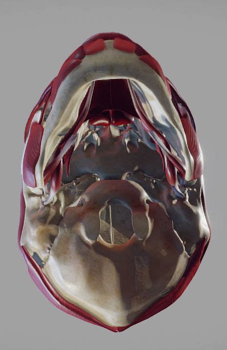 3d Model Skull And Facial Muscles Vr Ar Low Poly Cgtrader