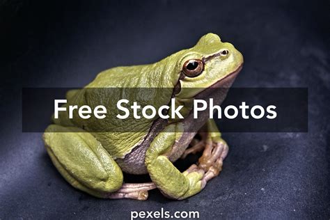 1,000+ Best Frog Photos · 100% Free Download · Pexels Stock Photos