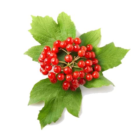 Viburnum Opulus (Вибурнум опулюс) Калина обыкновенная или красная ...