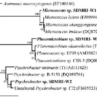 Morphology of cyanobacteria A) Phormidium sp. and B) Synechocystis... | Download Scientific Diagram