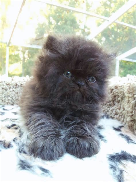 Black Persian Cat Kitten Persiancatkitty Baby Cats Cats Cute Cats