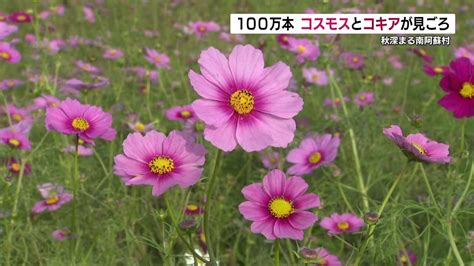 南阿蘇村で秋風に揺れる100万本のコスモス 赤いコキアも見ごろ 熊本 Youtube