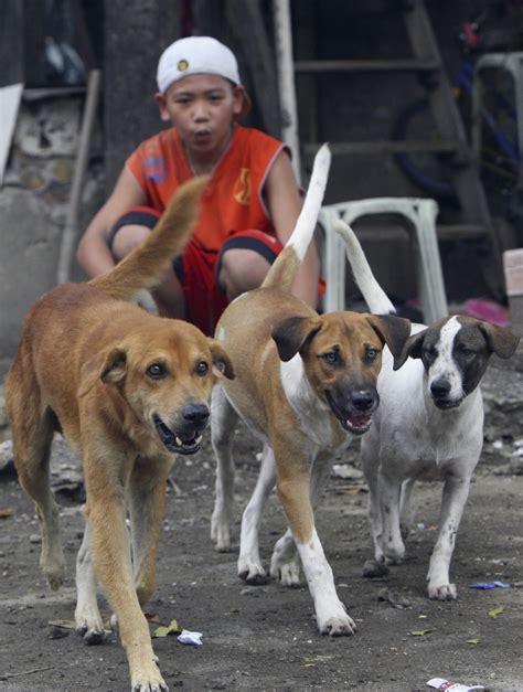 El consumo de perro una práctica vigente en algunos países asiáticos