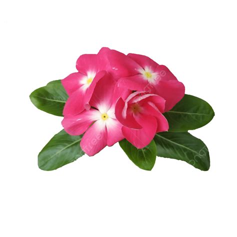 Rosa Vinca Blume Rosa Vinca Blume Garten PNG Und PSD Datei Zum