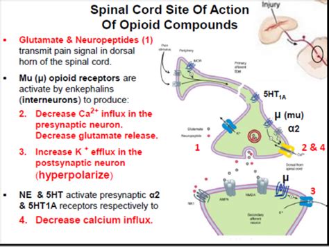 Opioid Analgesics Lectures Ip Exam Flashcards Quizlet