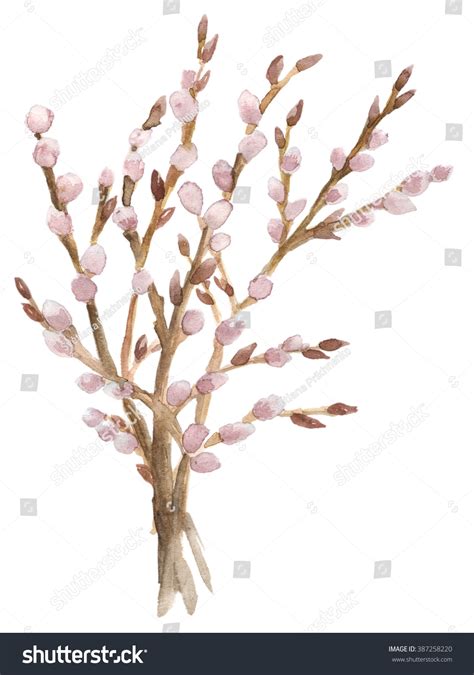 Watercolor Handdrawn Branches Pussy Willow Isolated Stock Illustration Shutterstock