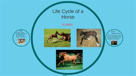 life cycle of a horse by Kaitlin highland on Prezi