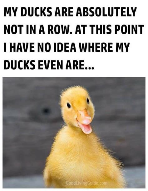 Duck Duck Goose Funny Quotes Funny Cartoon Quotes Funny Day Quotes