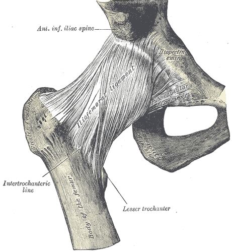 Hip Anatomy Physiopedia