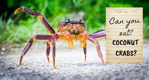Are Giant Coconut Crabs Edible