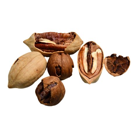 Peeled Pecans Stripped Pecans Nut Png Transparent Image And Clipart