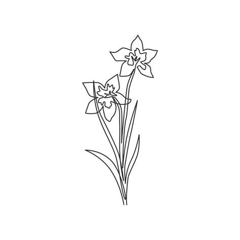 Narcissus Flower Drawing