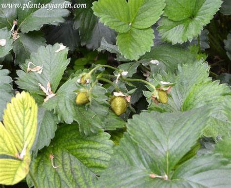 Fragaria X Ananassa Fresón Fresa De Huerto Frutilla Híbrida Plantas