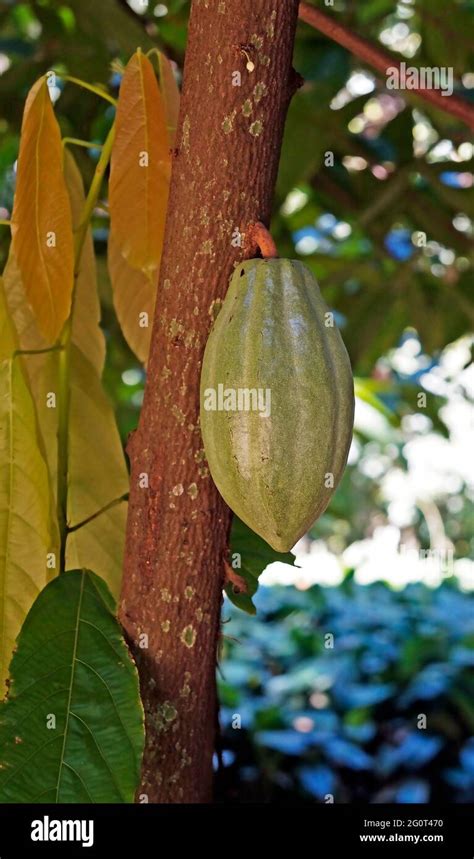 Green Cacao Fruit Theobroma Cacao Hanging On The Tree Stock Photo Alamy