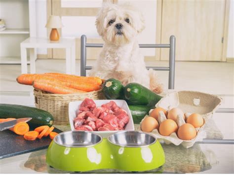 5 healthy foods for dogs