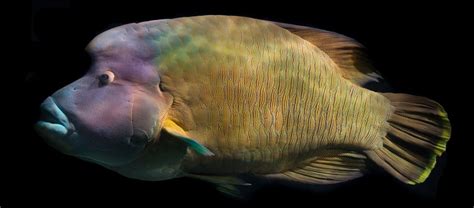 The Humphead Wrasse | Critter Science