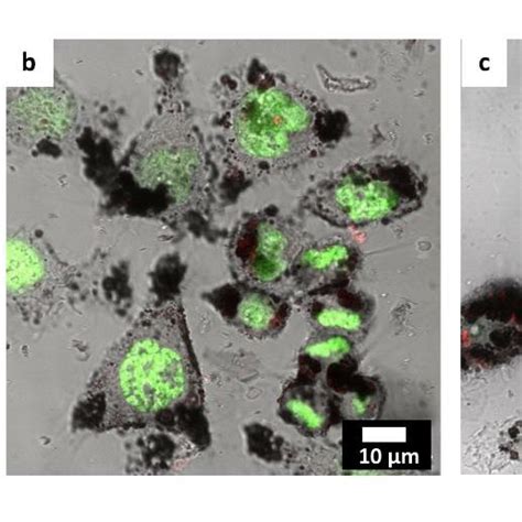 Figure S Confocal Laser Scanning Fluorescence Microscopy Images Of