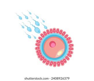 Insemination Fertilization Human Fertilization Process Sperm Stock