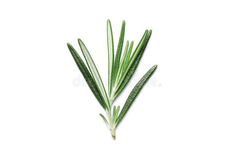 Fresh Green Rosemary Isolated Stock Photo - Image of background ...