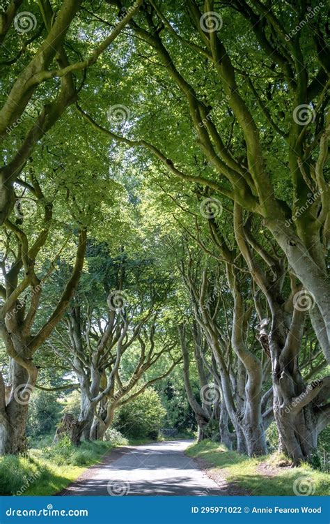 Dark Hedges Northern Ireland Stock Photo Image Of Northern Thrones
