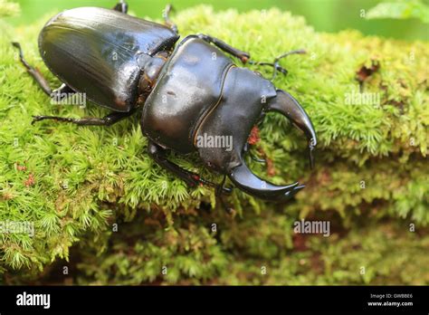 Japanese stag beetle hi-res stock photography and images - Alamy