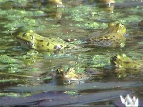 Kwakende Groene Kikkers In De Vijver Van Ada Hofman YouTube