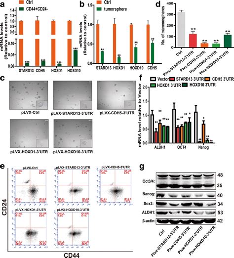 STARD13 Correlated CeRNA Network Inhibits Tumor Sphere Formation