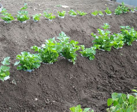 Greenishfingers Trench Celery