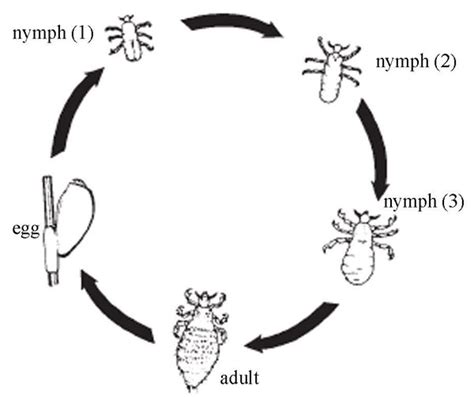 Louse Life Cycle