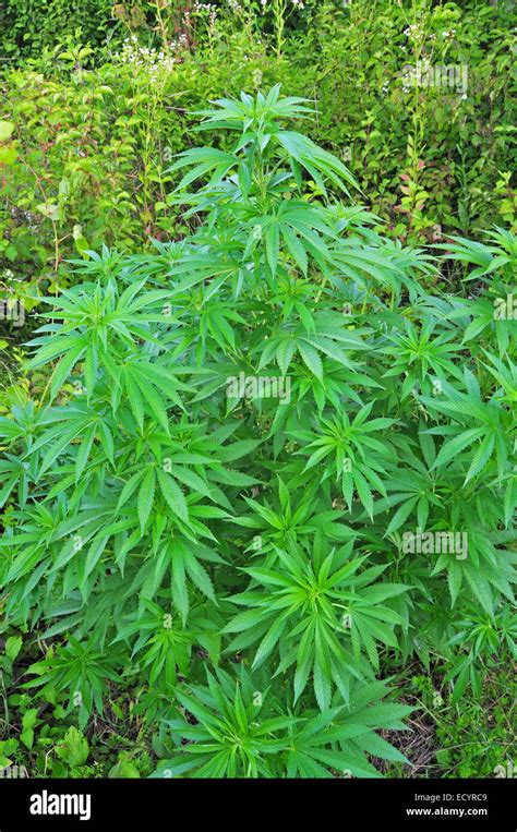 Ganja plant hi-res stock photography and images - Alamy