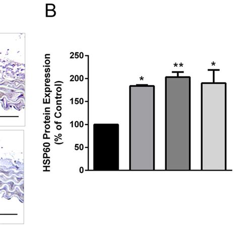 Hsp60 Expression In Thoracic Aorta A Sections Of Thoracic Aorta Of I
