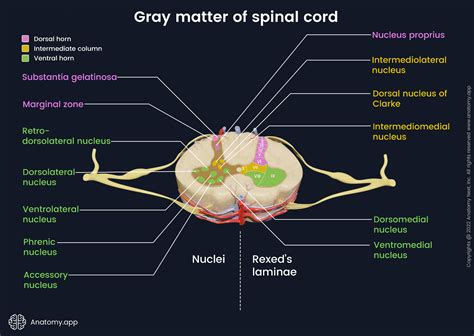 Spinal cord | Encyclopedia | Anatomy.app | Learn anatomy | 3D models ...