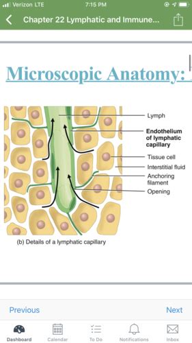 Chapter 22 The Lymphatic System Flashcards Quizlet