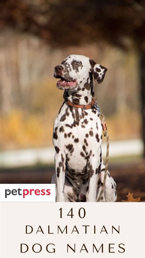 Top 140 Best Dalmatian Dog Names - PetPress